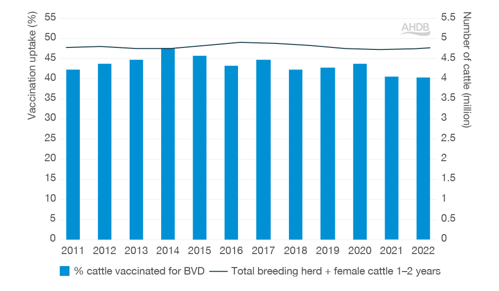 Graph illustrating cattle vaccination against BVD since 2011